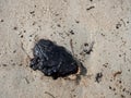 Close up of a tar ball / tar patty on a beach on Bintan island